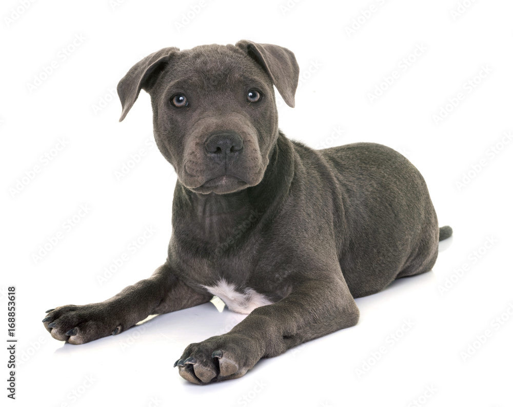 puppy staffordshire bull terrier puppy staffordshire bull terrier