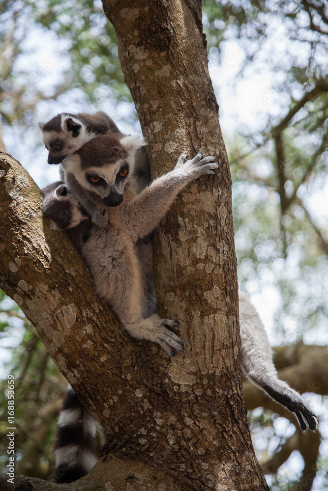 Fototapeta premium Ring-tailed lemur