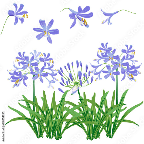 Fototapeta Naklejka Na Ścianę i Meble -  Agapanthus flower spring for object. The blue flower is vector design with four blossom, three bouquet of agapanthus flower and leaf. 
