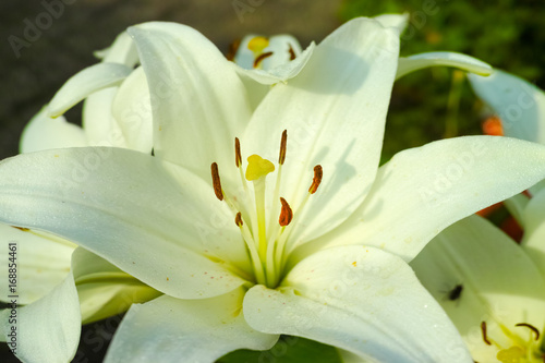 Fototapeta Naklejka Na Ścianę i Meble -  White lily - beautiful flower, symbol of sadness