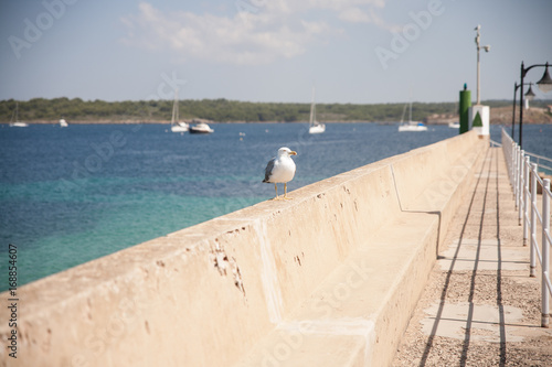 gaviota fornells menorca