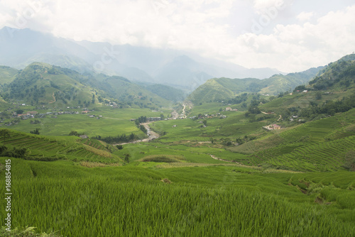 Agriculture Green Rice field and rice terraced on mountain at SAPA, Lao Cai, Vietnam.