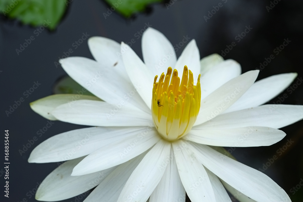 White water lily in the lake White water lily in the lake