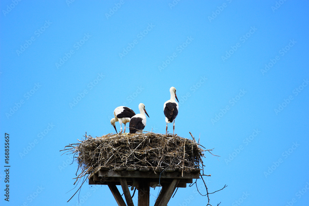 Fototapeta premium White storks in nest 