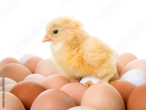 chick and eggs