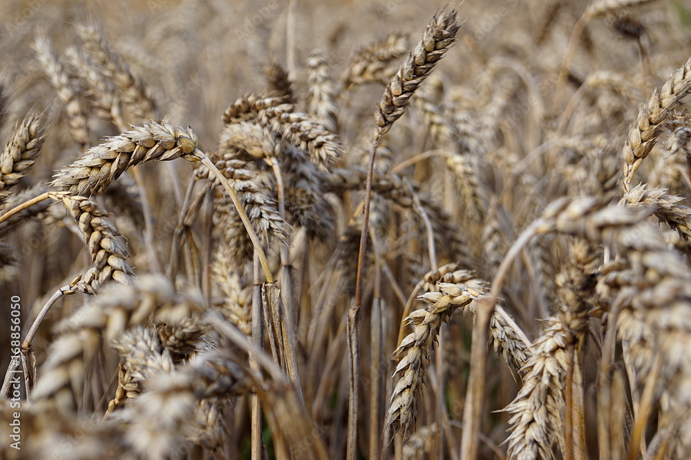 Fototapeta premium Pszenica na polu