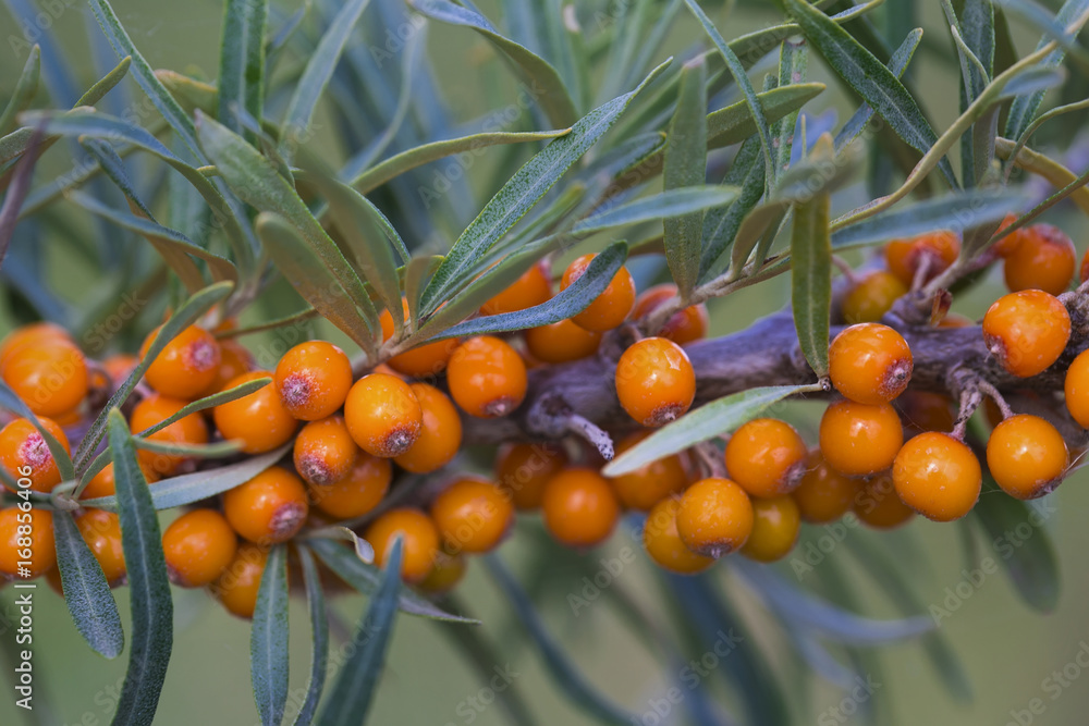 Seabuckthorn berries on a branch Seabuckthorn berries on a branch