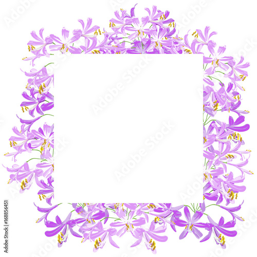 The agapanthus flower for frame. The purple flower on the square is vector illustration.