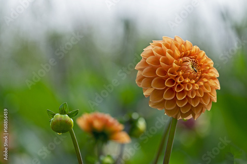 Fototapeta Naklejka Na Ścianę i Meble -  Dahlie