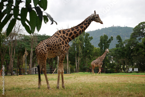 giraffe  animal  zoo  wildlife  spots  park