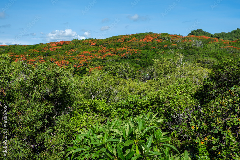tropical forest landscape with red flowers and blue sky - Indonesia, Bali