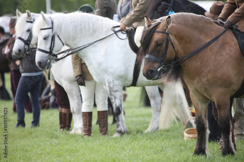 Horses at the racetrack before the dressage competition