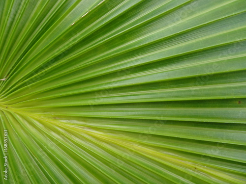 textured green palm tree leaf