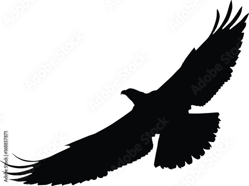 Vector silhouette of the Bird of Prey (Osprey) in flight with wings spread.