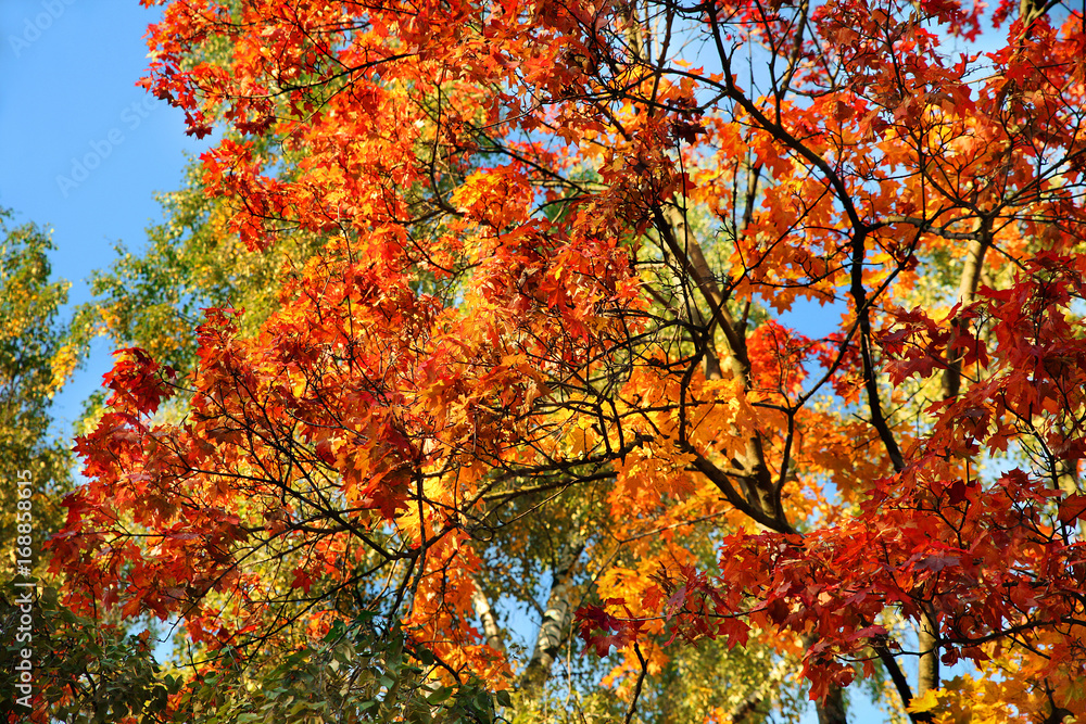 Colorful autumn background sky and trees Colorful autumn background sky and trees