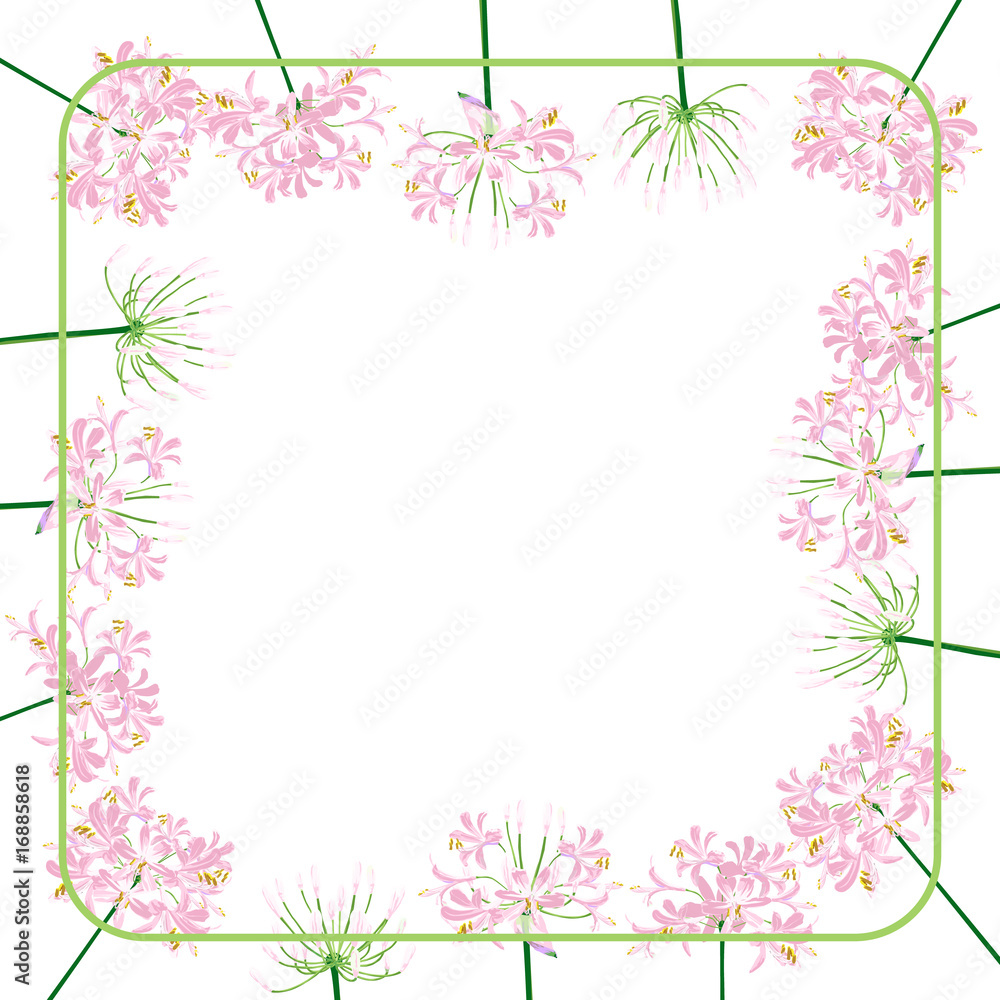 The agapanthus flower for frame. The pink flower on the green square line is vector illustration.