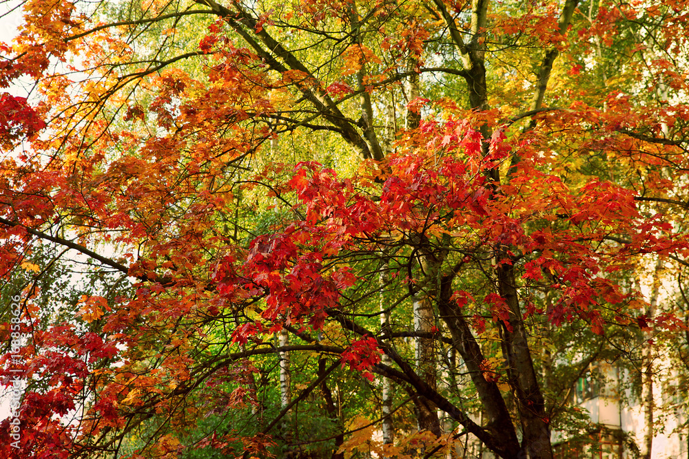 Colorful autumn background with a red maple Colorful autumn background with a red maple