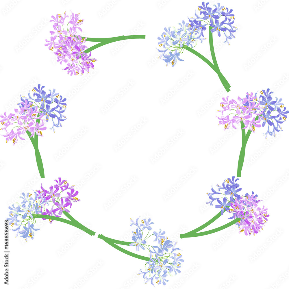 The agapanthus flower circle frame. The bouquet of flower  is vector illustration.this is agapanthus flower collection.