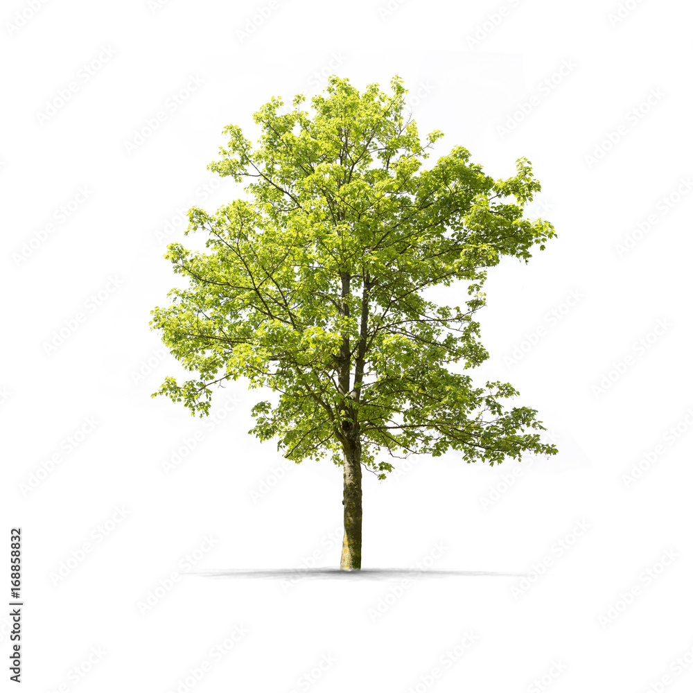 High definition Tree isolated on a white background Stock Photo | Adobe  Stock