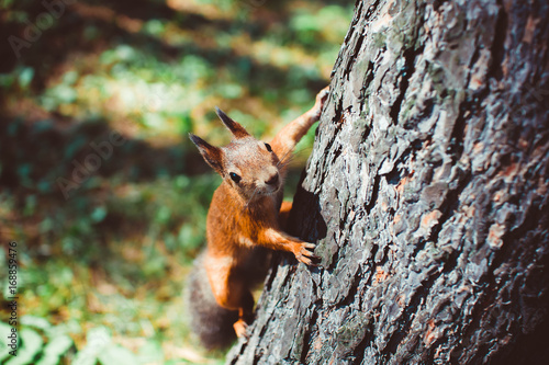 Small rodents on the trunk of a tree