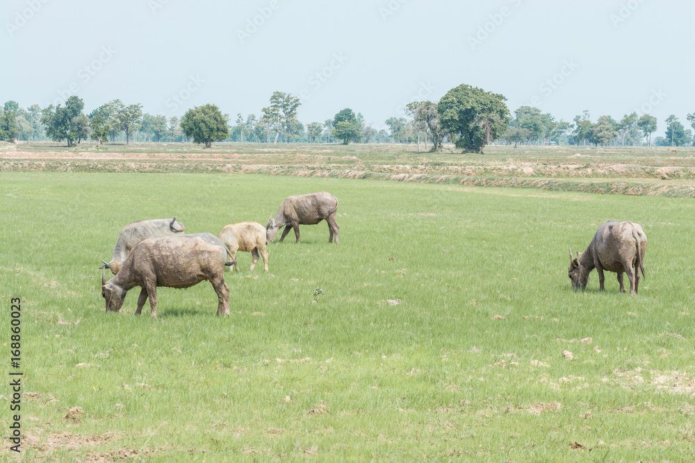 Fototapeta premium buffalo in nature, landscape outdoor