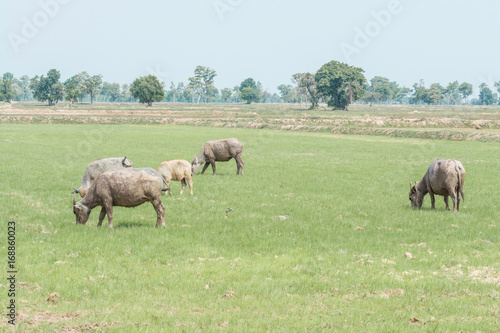 buffalo in nature, landscape outdoor © Ammak