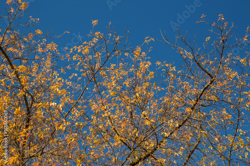 Golden autumn. On the background of blue sky  the Golden leaves on the trees. The crown of the bright sun.