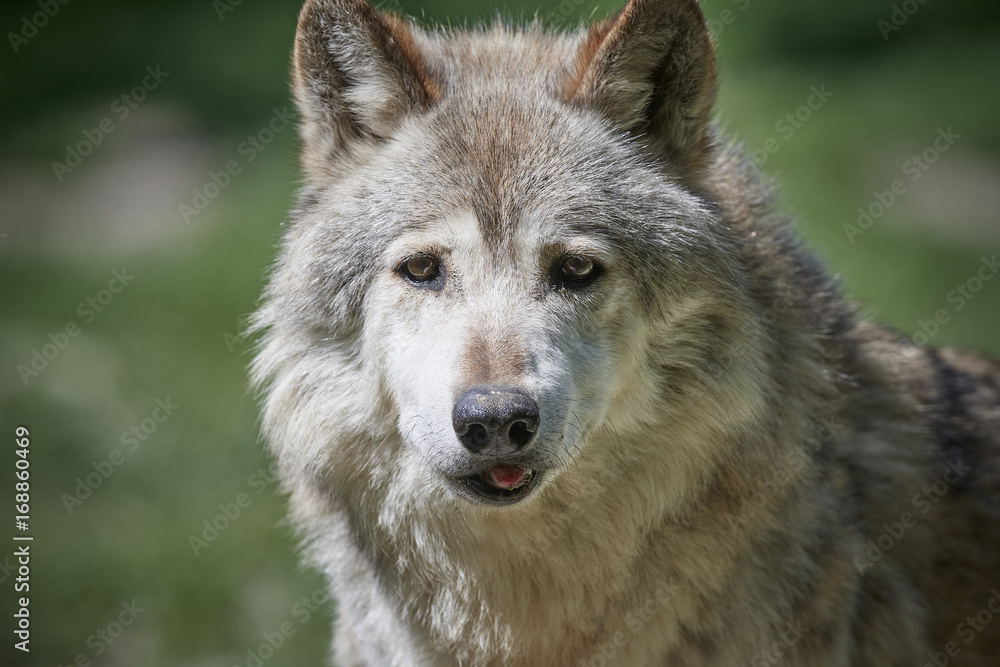 Portät eines Wolfes