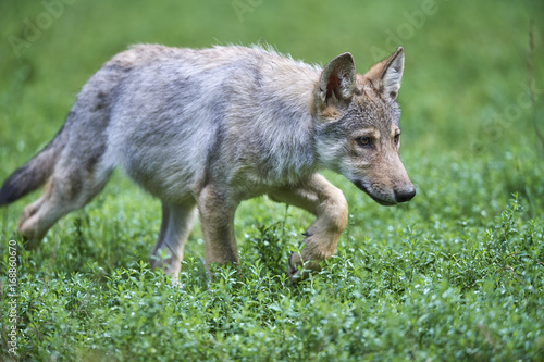 Junger Wolf auf Wiese