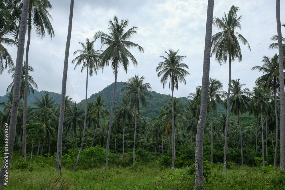 tropical coconut trees with forest on Karimunjawa island