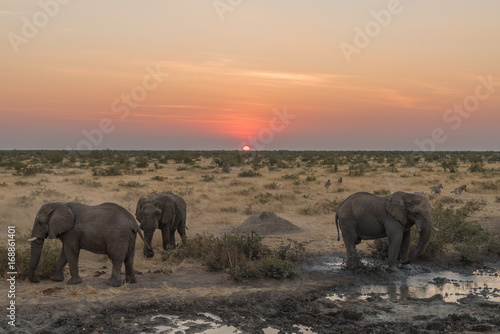 Three African elephants in the twilight at sunset