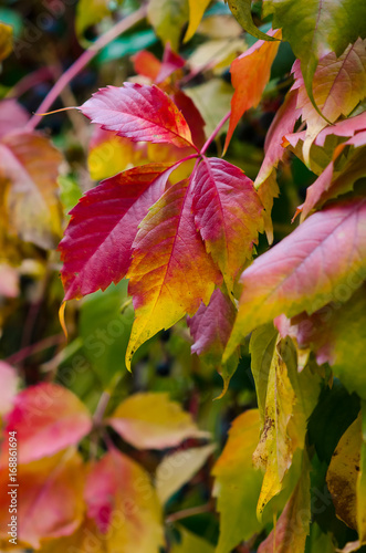 Colorful leaves of wild grapes