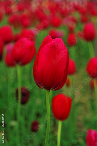 Focus sur une tulipe rouge