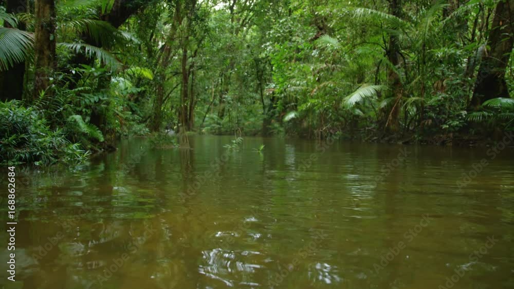 A wide shot of the jungle river tilting downward A wide shot of the jungle river tilting downward
