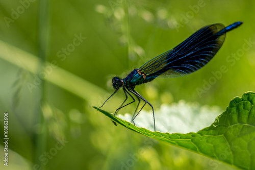  Dragonfly on grass © stockfotocz