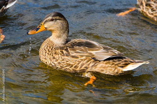 A wild duck swims in a pond.