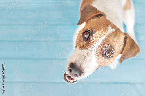 Fototapeta Naklejka Na Ścianę i Meble -  Small dog Jack Russell Terrier asking to go out for walking. A portrait of adorable puppy sitting on wooden flour indoor and looking up to camera. Blue background