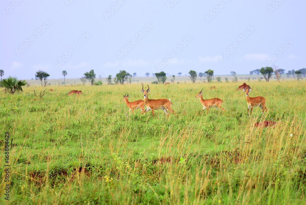 Antelopes reedbuck, Uganda, Africa Antelopes reedbuck, Uganda, Africa