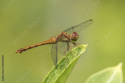 Female Autumn Meadowhawk dragonfly - Ontario, Canada