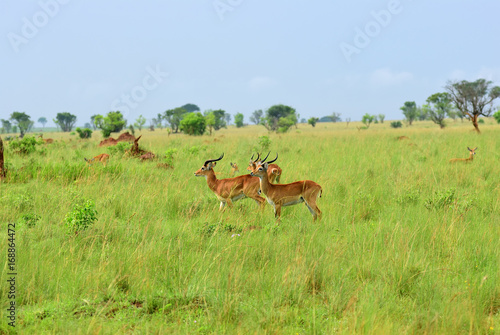 Antelopes reedbuck, Uganda, Africa © Oleg Znamenskiy