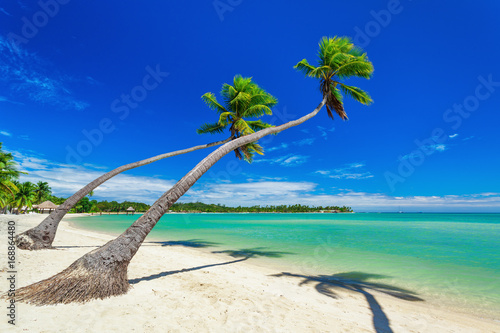 Couple of Palm trees over white beach on a a Plantation Island, Fiji, South Pacific © Martin Valigursky