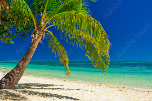 Fototapeta Naklejka Na Ścianę i Meble -  Single palm tree over white beach on a a Plantation Island, Fiji, South Pacific