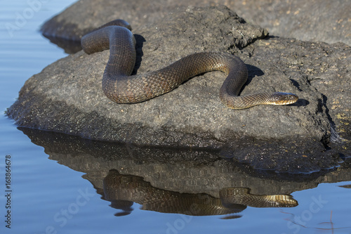 Northern Water Snake (Nerodia sipedon sipedon) basking on a rock in summer - Ontario, Canada photo