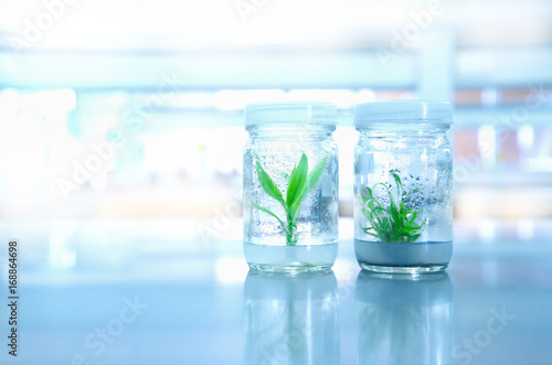 green plant tissue culture glass bottles  in biotechnology science laboratory background
