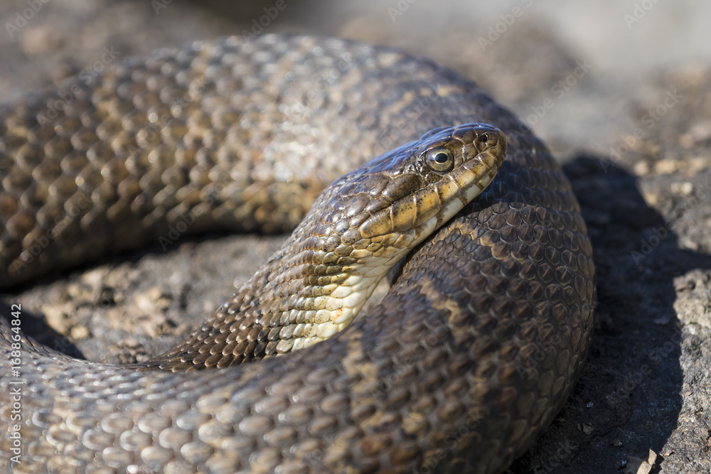 Northern Water Snake (Nerodia sipedon sipedon) basking on a rock in summer - Ontario, Canada Northern Water Snake (Nerodia sipedon sipedon) basking on a rock in summer - Ontario, Canada