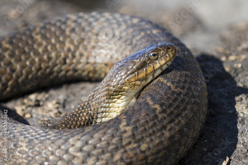 Northern Water Snake (Nerodia sipedon sipedon) basking on a rock in summer - Ontario, Canada © Brian Lasenby