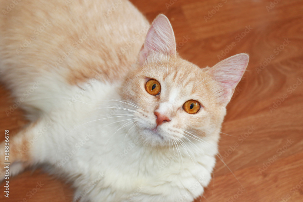Hübsche cremefarbene Hauskatze liegt auf braunem Holzboden