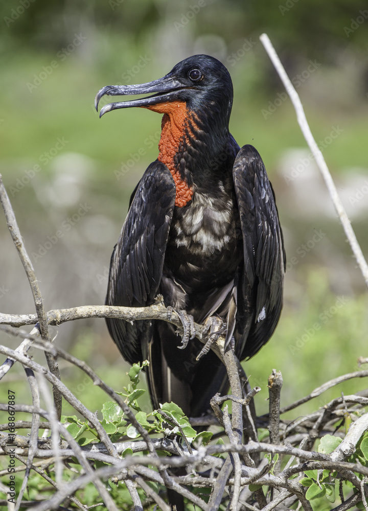 Fototapeta premium Frigatebird with red gular pouch, sitting on bush, Galapagos islands
