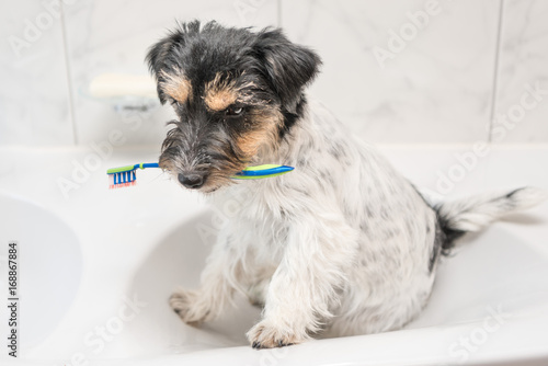 Hund mit Zahnbürste im Waschbecken des Badezimmers - Jack Russell Terrier