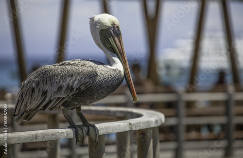 Galapagos pelican sitting on railing at boardwalk, San cristobal, Galapagos photo